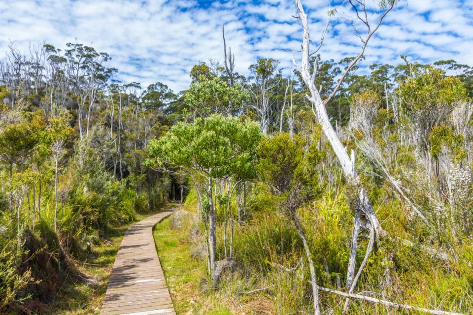 Private Tour of Tahune Airwalk & Hastings Caves From Hobart