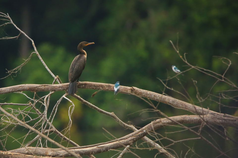 Puerto Maldonado: 4-day Tambopata National Reserve Tour