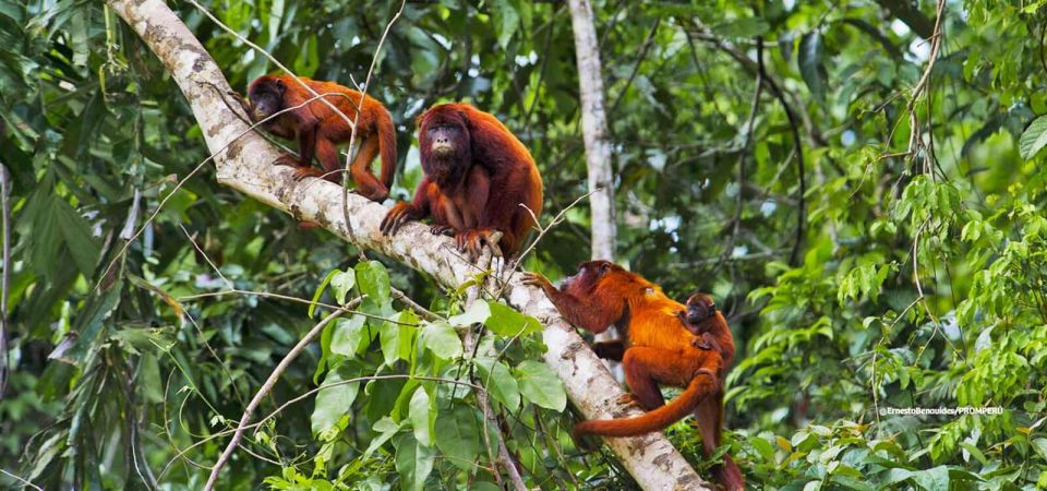 Puerto Maldonado: Tour to the Tambopata Clay Licks – 6 Days