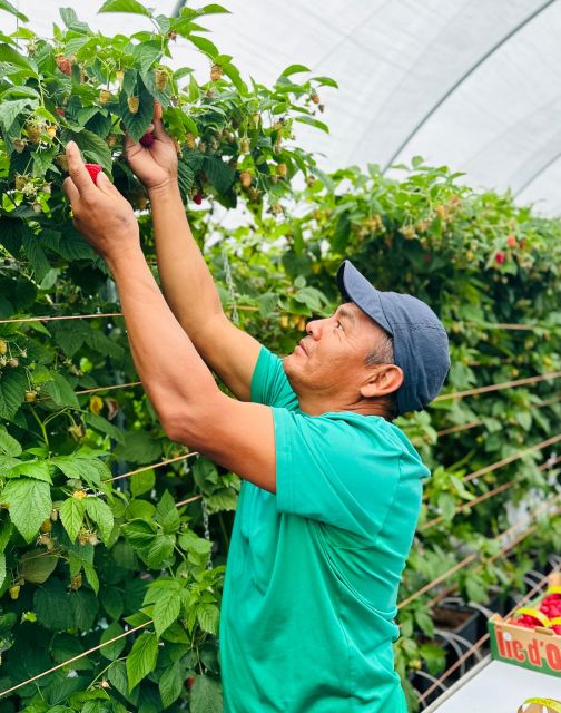 Quebec City – Agricultural Walking Tour on Orleans Island