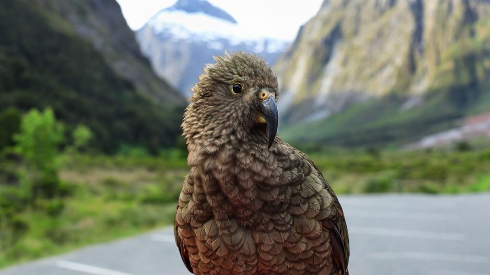 Queenstown: Small-Group Tour to Milford Sound With Cruise - Tour Details