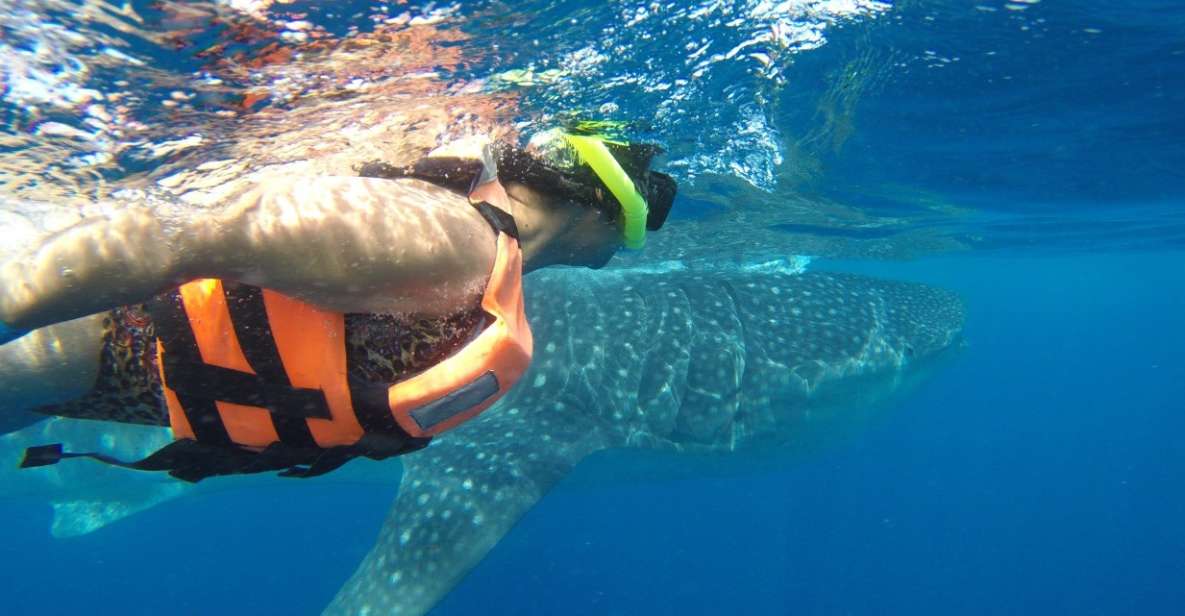 Quintana Roo: Whale Shark Swim, Private Boat Trip, and Lunch