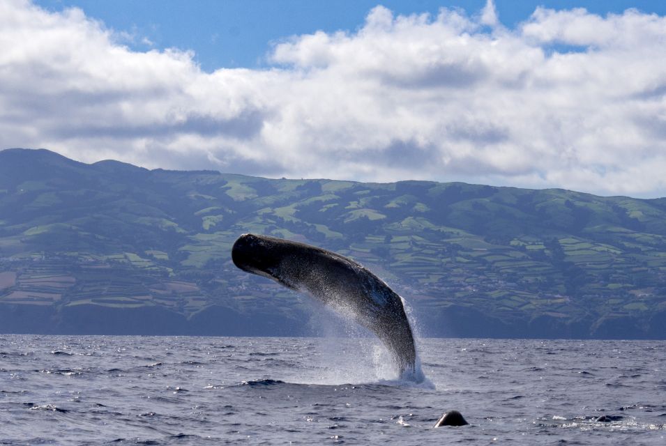 Rabo De Peixe: Sperm Whale Sanctuary Expedition