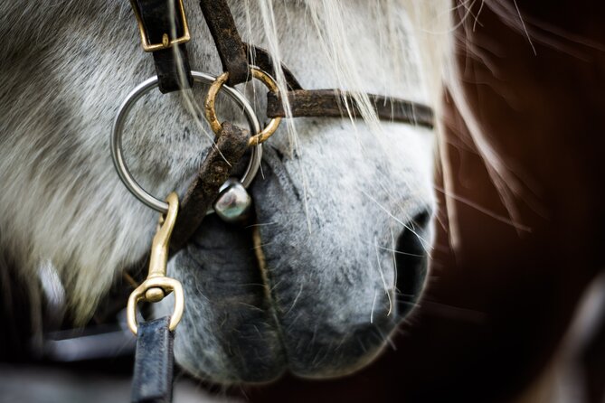 Red Lava Horse Riding Tour From Reykjavik - Overview of the Tour