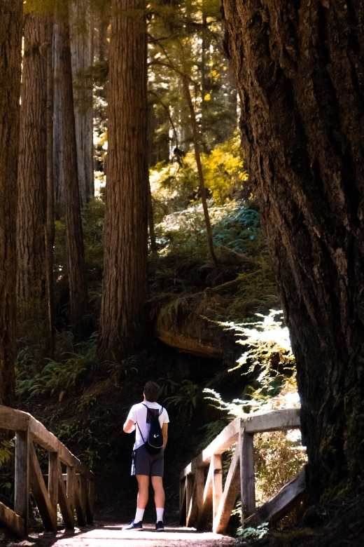 Redwoods Full Day Private Tour and Hike