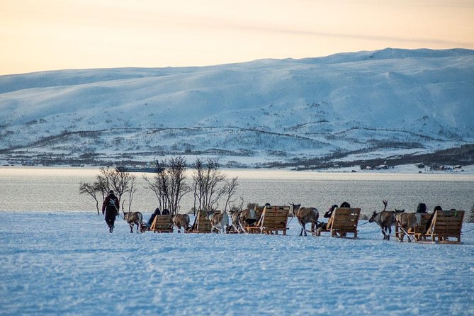 Reindeer Sledding Experience and Sami Culture Tour From Tromso