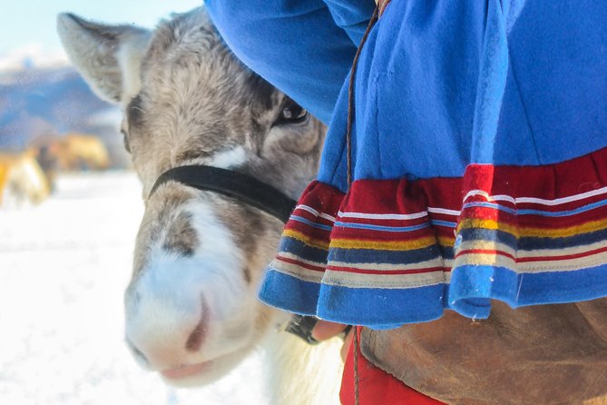 Reindeer Visit, and Sami Culture Including Lunch From Tromso - Immersion in Sami Culture