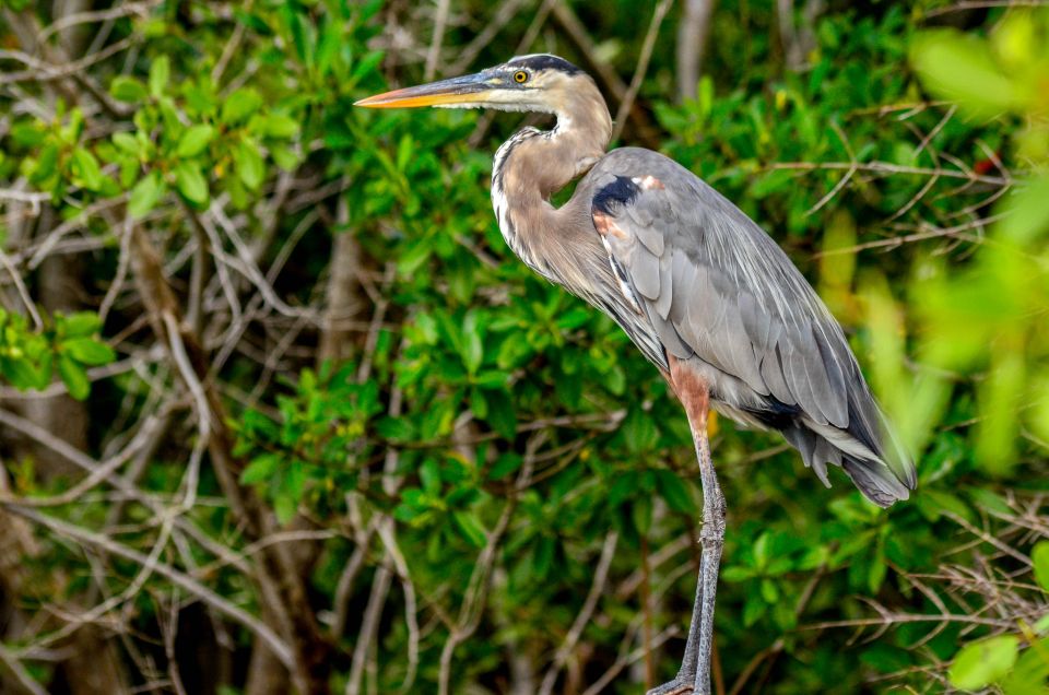 Rio Lagartos: Boat Tour Through the Nature Reserve