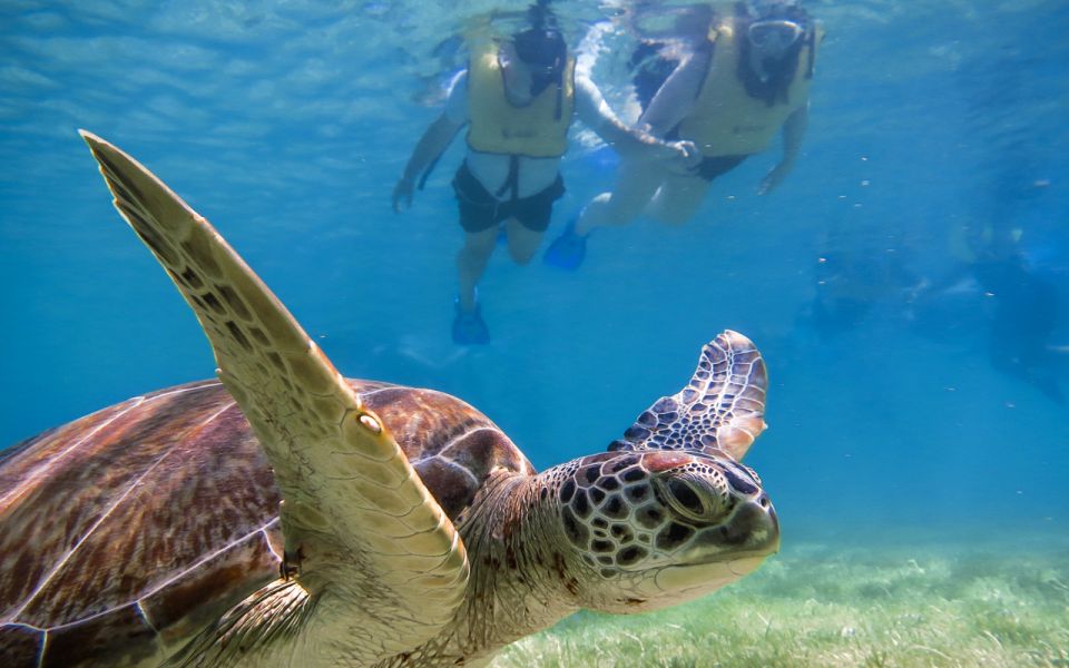 Riviera Maya: Turtles and Cenote Snorkeling Tour