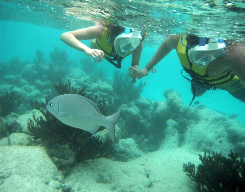 Riviera Maya: Turtles Encounter at Akumal Beach