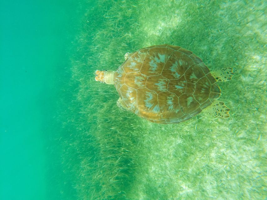 Riviera Maya: Turtles Snorkeling and Cenote Cave