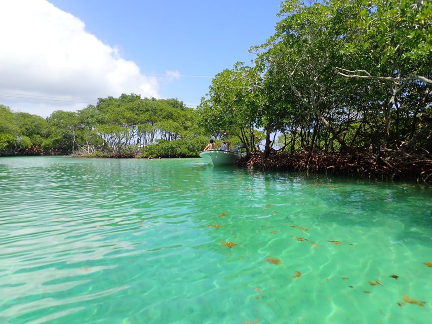 Roatan: Mangrove Tunnel Tour With Snorkeling