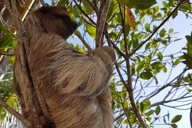 Roatan Shore Excursion: Monkeys, Sloths, and Snorkel Adventure - Itinerary and Activities