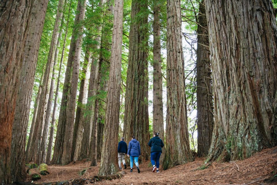 Rotorua: Explore The Lakes Half-Day Morning Tour