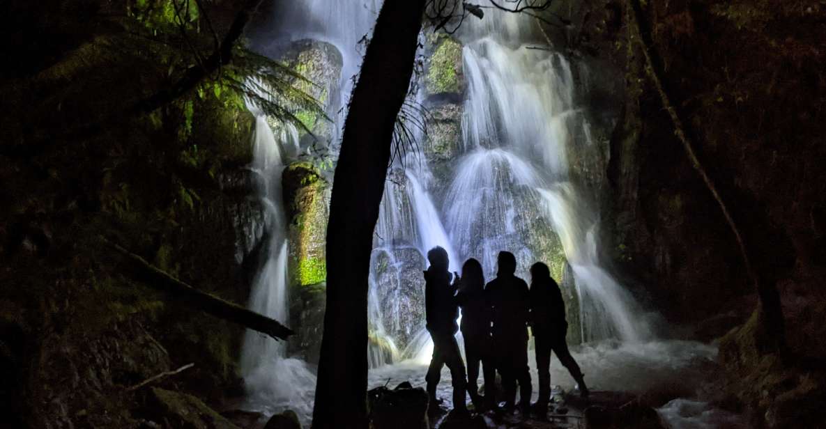 Rotorua: Nocturnal Glow Worm Tour With a Guide