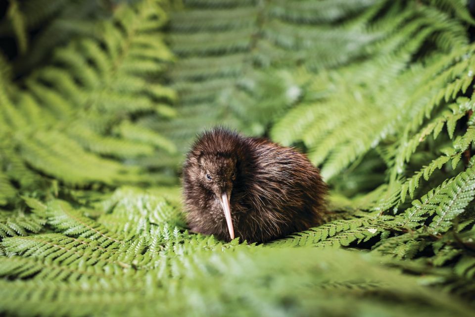 Rotorua: The National Kiwi Hatchery Tour - Tour Highlights