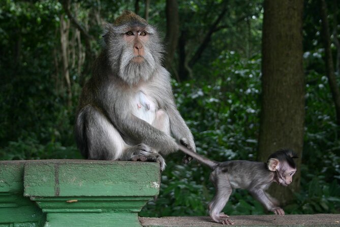 Sacred Monkey Forest Sanctuary – Rice Terrace – Waterfall – Temple