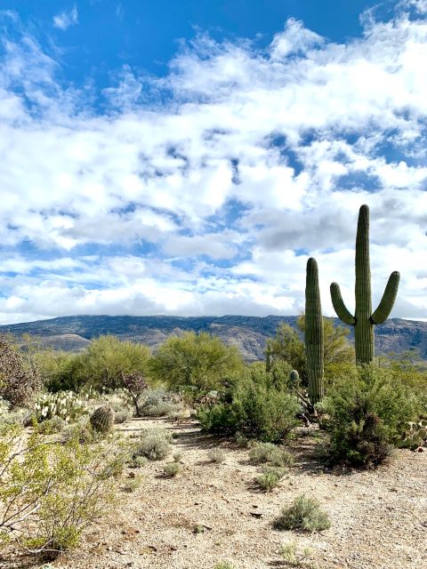 Saguaro National Park: Day Tour & Hike - Tour Highlights