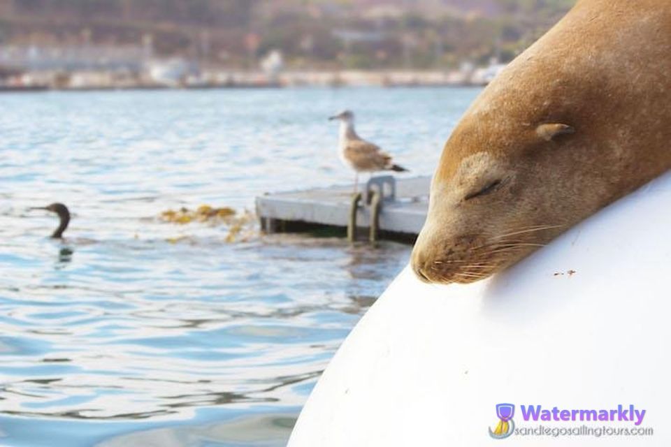 San Diego: Half-Day Marine Wildlife Tour With Lunch - Activity Description