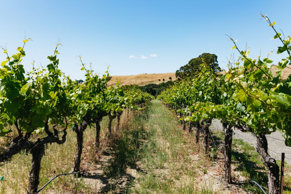 San Francisco: Napa and Sonoma Valley Wine Tour