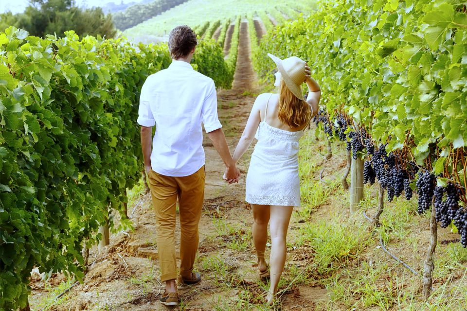 San Gimignano: Vineyard Walk With Wine Tasting in Winery