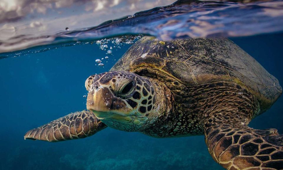 San Jose Del Cabo Private Snorkeling Tour