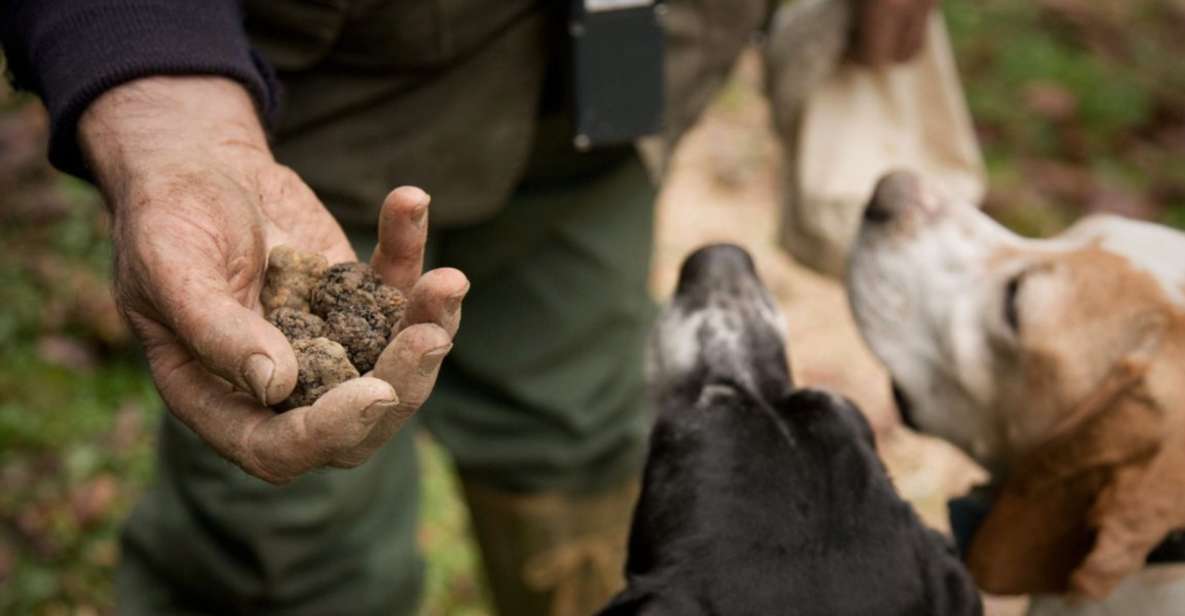 San Miniato: Truffle Hunting in The Tuscan Countryside - Overview of the Experience