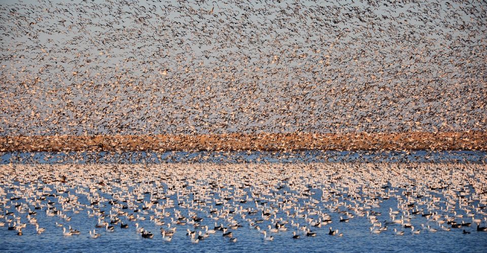 Saskatoon, Canada: 8-Hour Tour to View Whooping Cranes