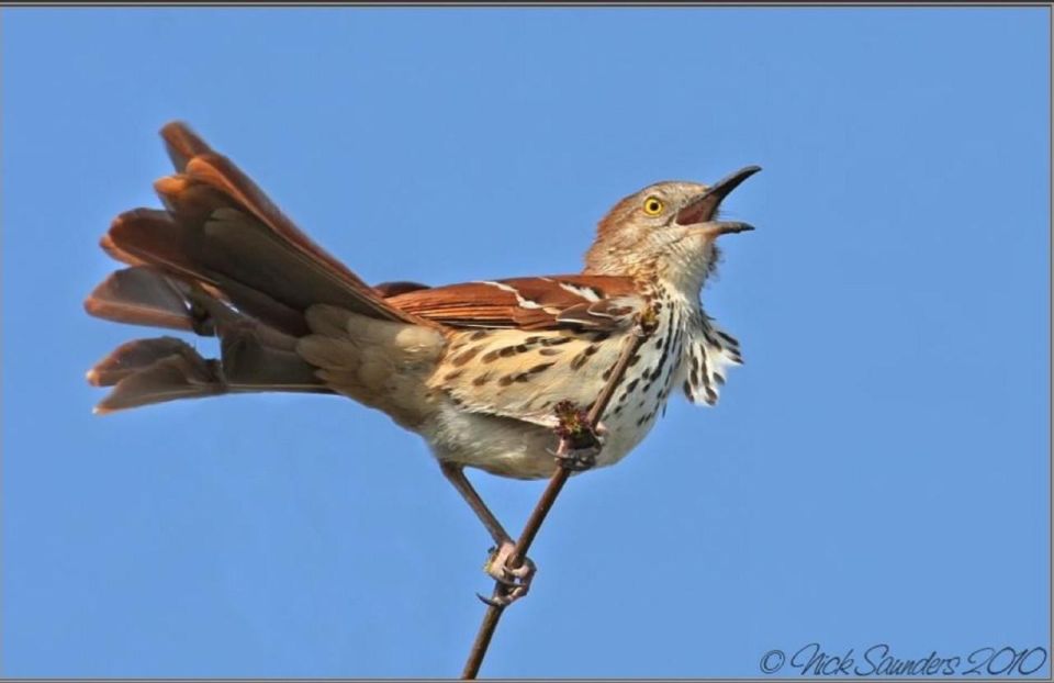 Saskatoon: Donna Birkmaier Park Birding and Walking Tour