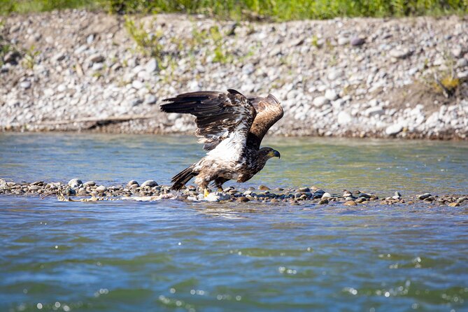 Scenic Wildlife Float in Jackson Hole - Wildlife Spotting Opportunities