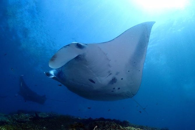 Scuba Diving in Nusa Penida – Manta Point