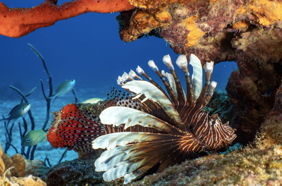 Scuba Diving Refresher in Cozumel