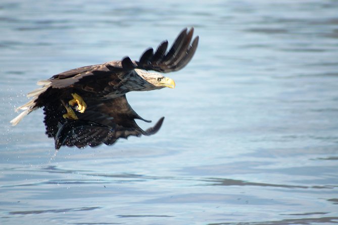 Sea Eagle Safari From Svolvær to Trollfjorden - Overview of the Sea Eagle Safari