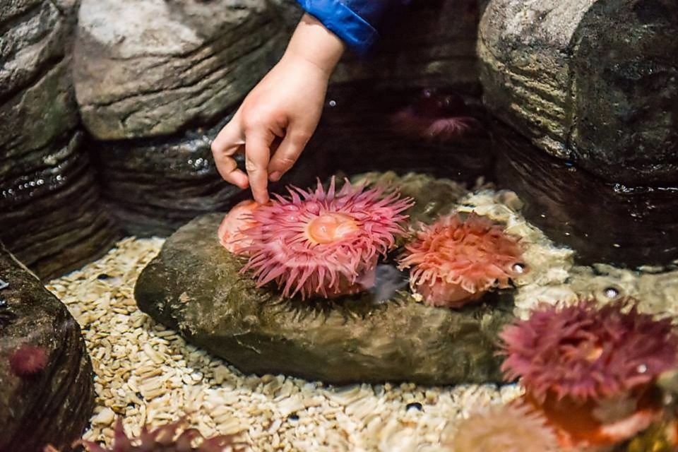 SEA LIFE Aquarium San Antonio - Mesmerizing Technicolor Reef