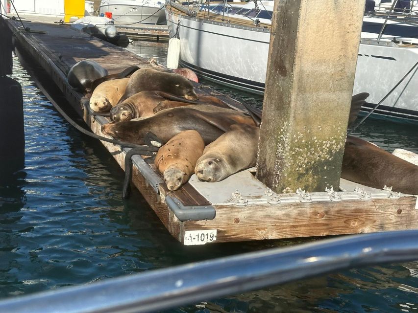 Sea Lion Excursion