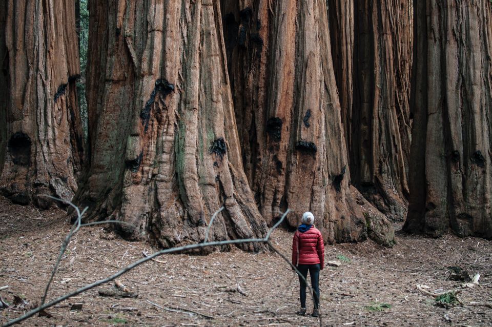 Sequoia: Private Tour & Hike