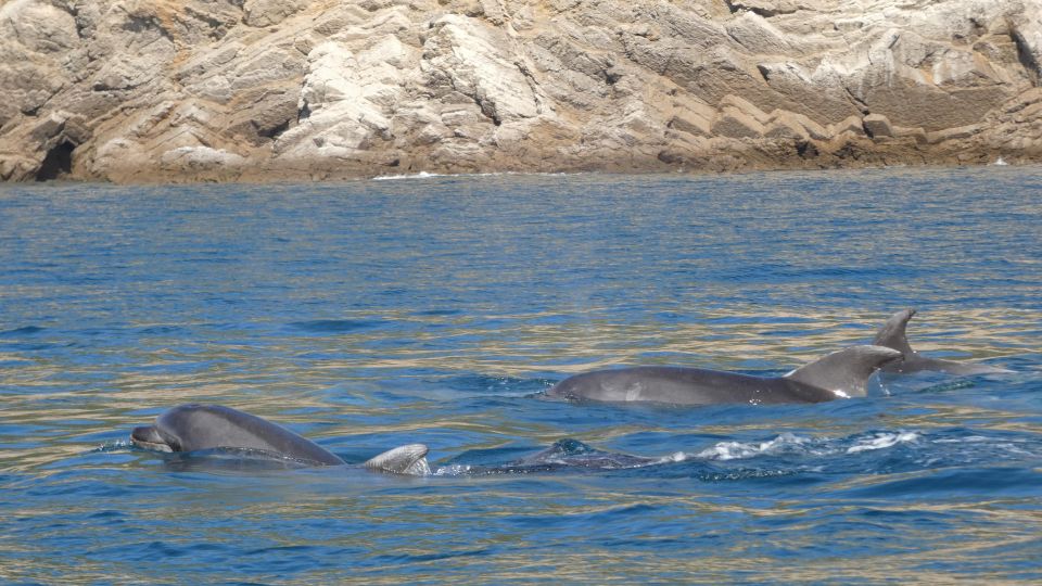 Sesimbra: Arrábida Natural Park Dolphin Watching With Biologist