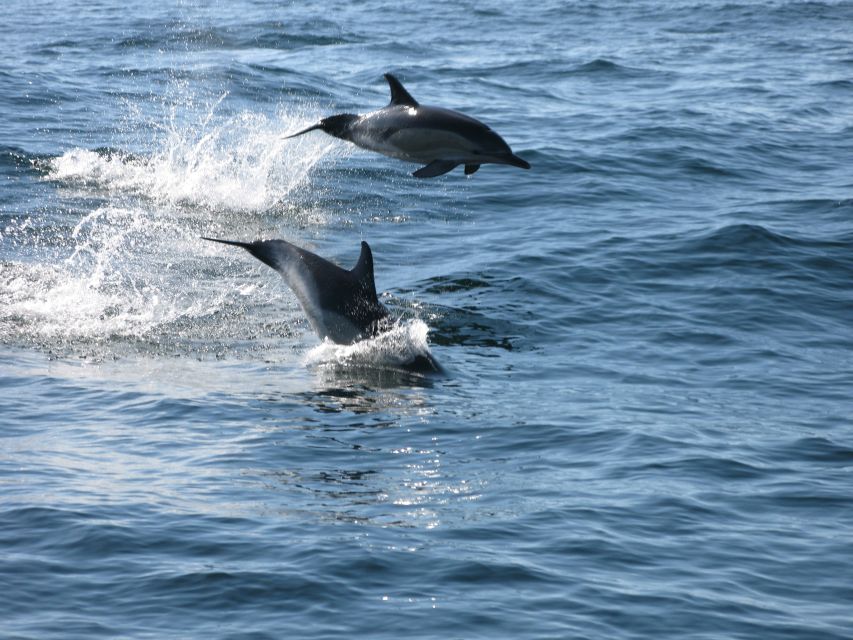 Sesimbra: Eco-friendly Dolphin Watching Tour - Tour Details