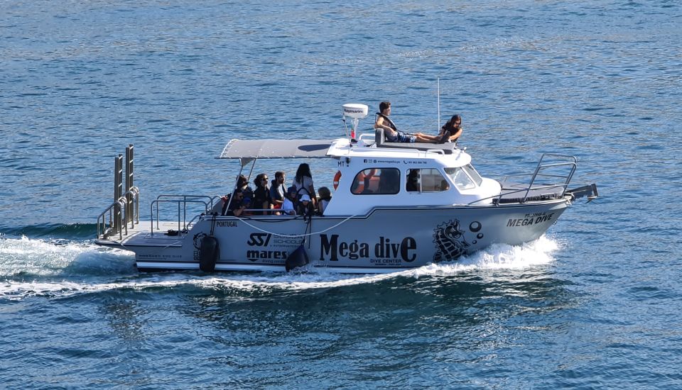 Sesimbra: Guided Dolphin Watching in Arrábida Natural Park