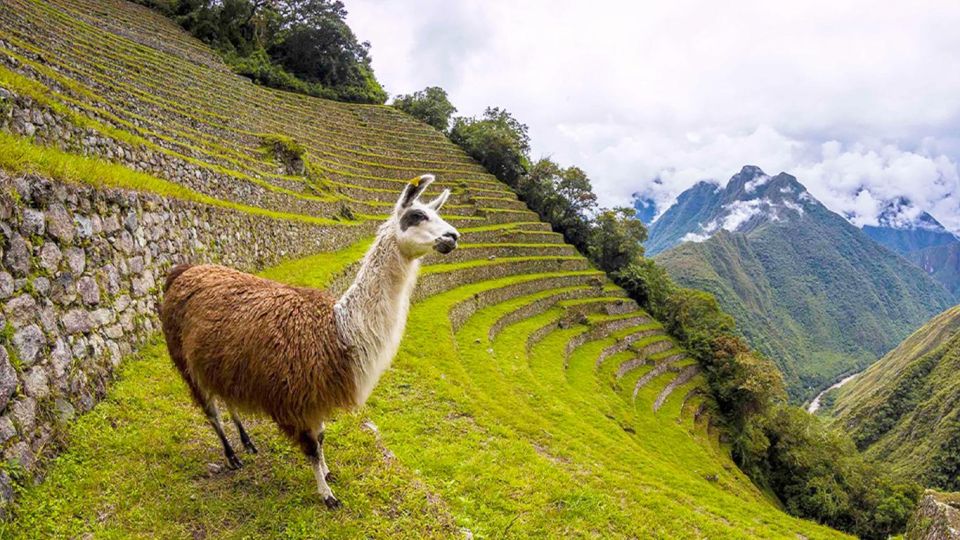 Short Inca Trail to Machu Picchu 2D/1N