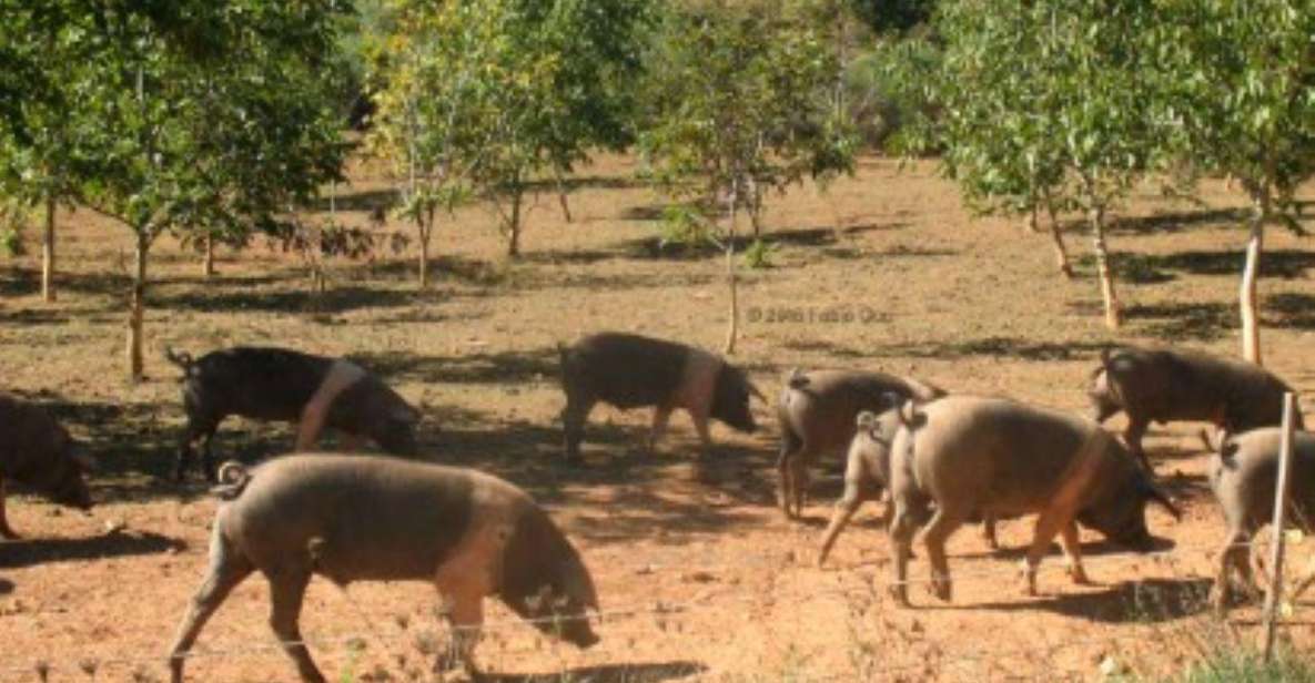 Siena: Visit to the Typical Cinta Pig Farm