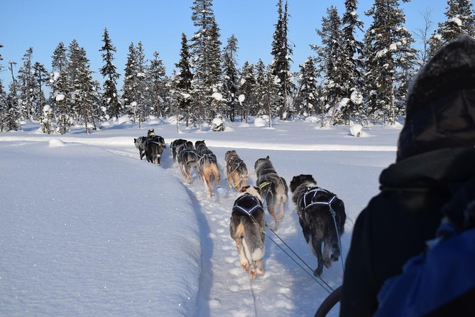 Sit Back and Relax Morning Husky Tour