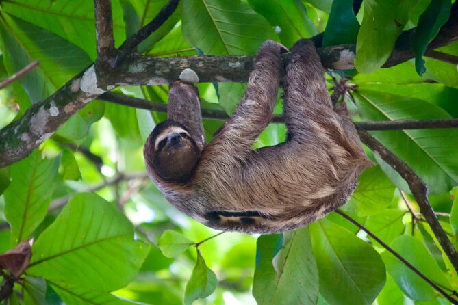 Sloth and Kayak Tour in Punta Uva Beach and Jungle - Tour Overview