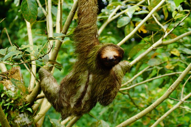 Sloth Watching Tour - Overview of the Tour