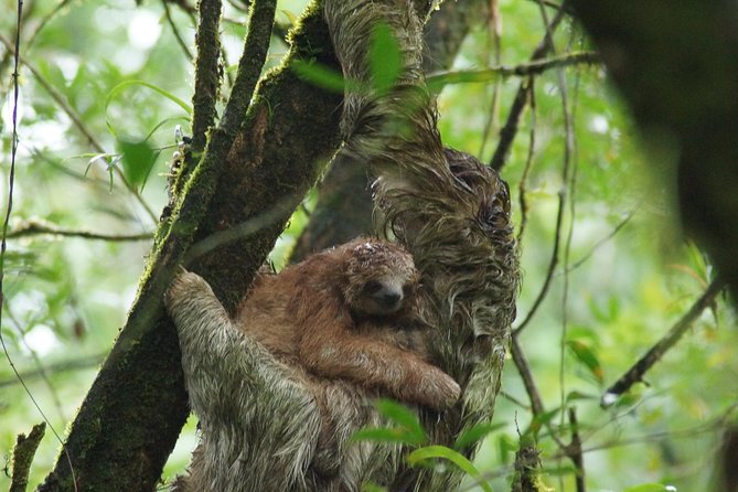 Sloth Watching Trail - Sloth Watching Trail Overview