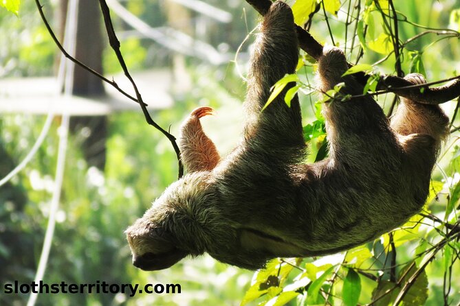 Sloths Watching Tour Through Sloths Territory