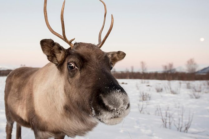 Small-Group Arctic Sightseeing Tour With Citizen Science From Tromso