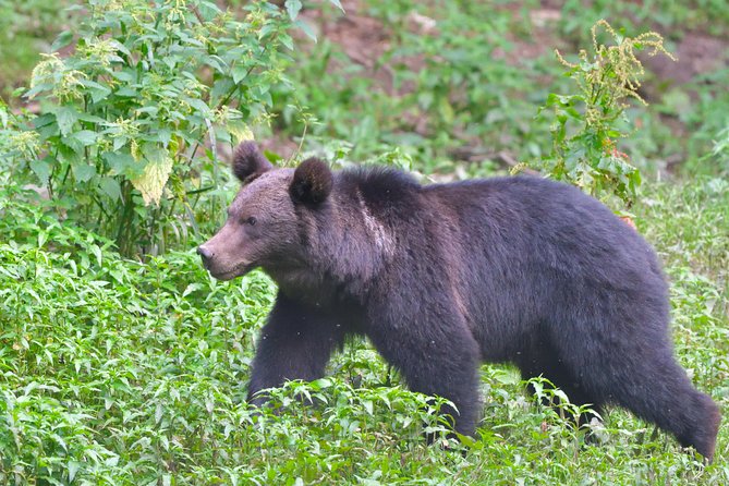 Small-Group Brown Bear-Watching Experience From Brasov