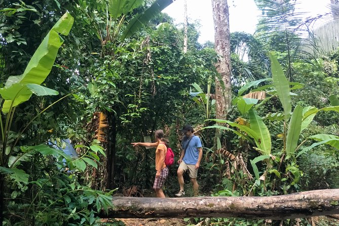 Small-Group Jungle Hiking Excursion in Khao Phra Teaw Park