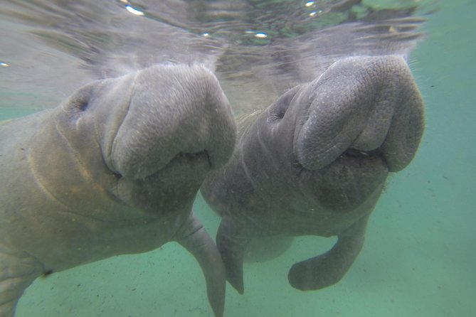 Small Group Manatee Tour With In-Water Divemaster/Photographer - Tour Highlights